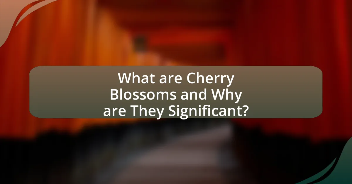 What are Cherry Blossoms and Why are They Significant?